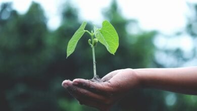 nip indian growth initiative