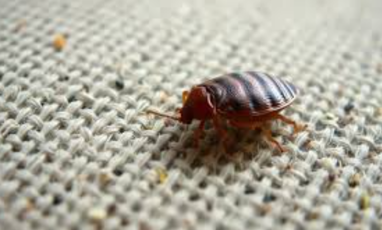 The Complete Bedbug Survival Guide: Prevention, Treatment & Recovery