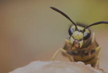 Wasp Exterminator Chelmsford: Your Reliable Partner in Wasp Nest Removal