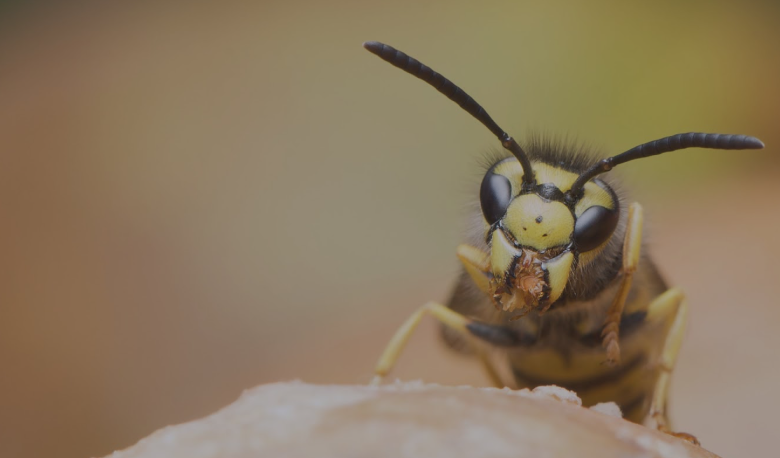 Wasp Exterminator Chelmsford: Your Reliable Partner in Wasp Nest Removal