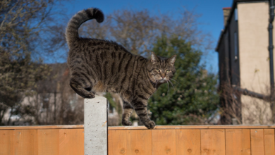 Keeping Multi-Cat Households Safe in Outdoor Spaces