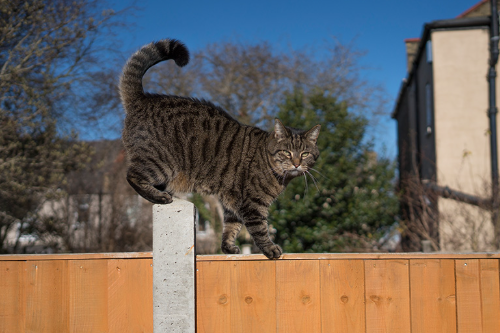 Keeping Multi-Cat Households Safe in Outdoor Spaces
