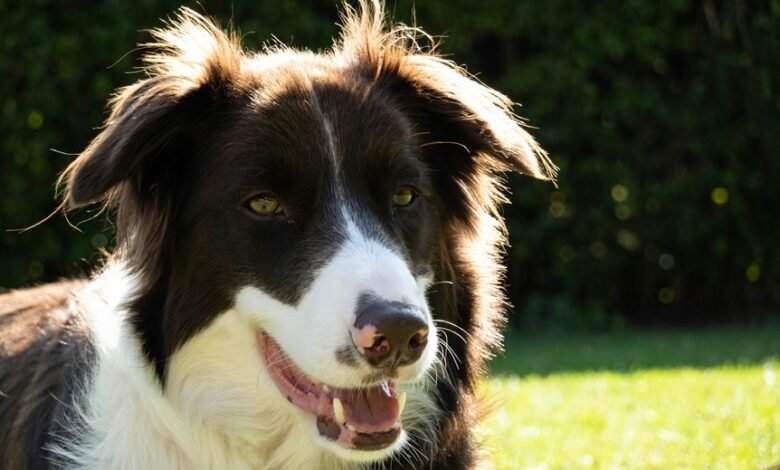 business intelligence analysis overview