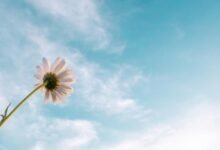 enterprise growth analysis insights