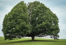 embedtree com highlights enduring relevance