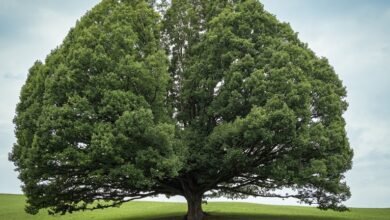 embedtree com highlights enduring relevance