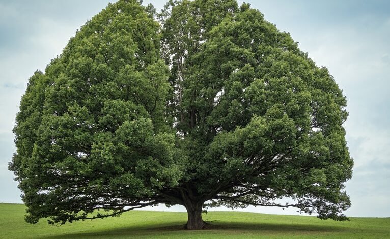 embedtree com highlights enduring relevance